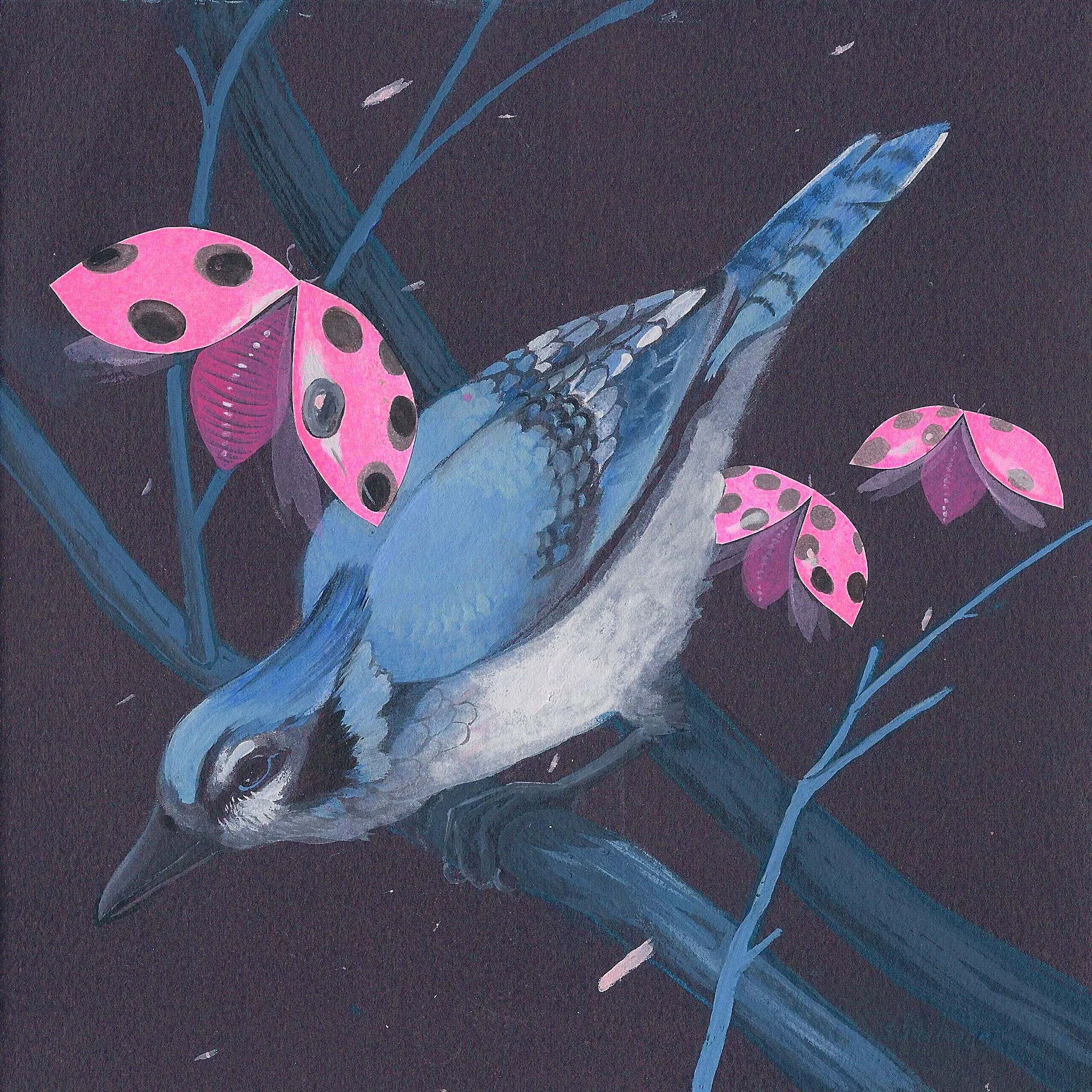 Blue Jay print