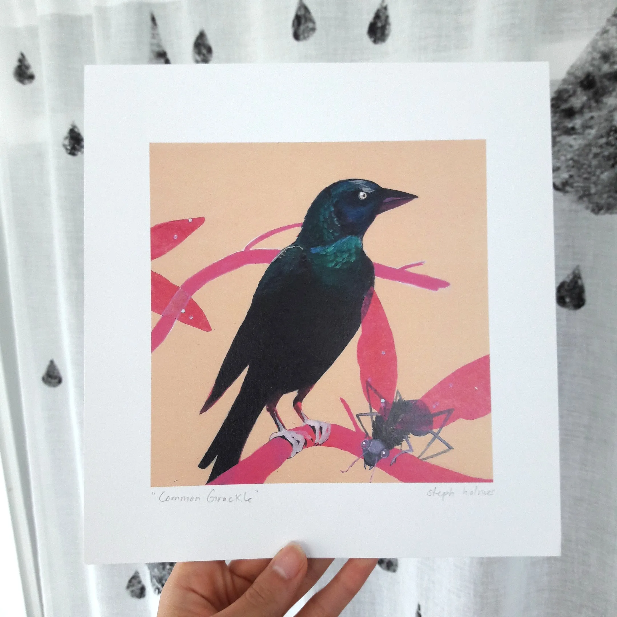 Common Grackle print