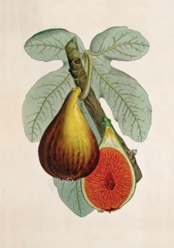 Fig Plant Greeting Card