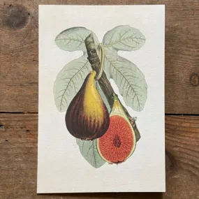 Fig Plant Greeting Card