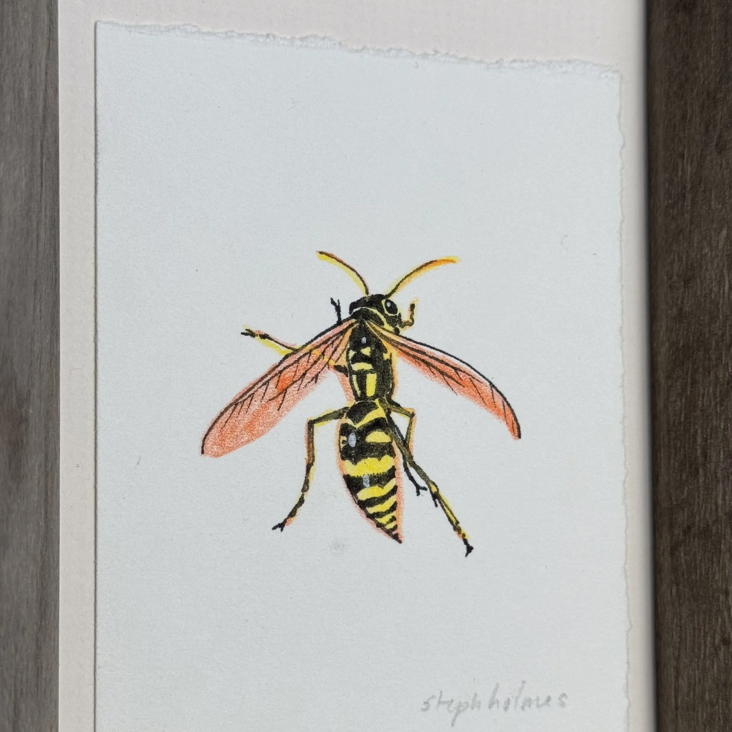 Hornet framed painting