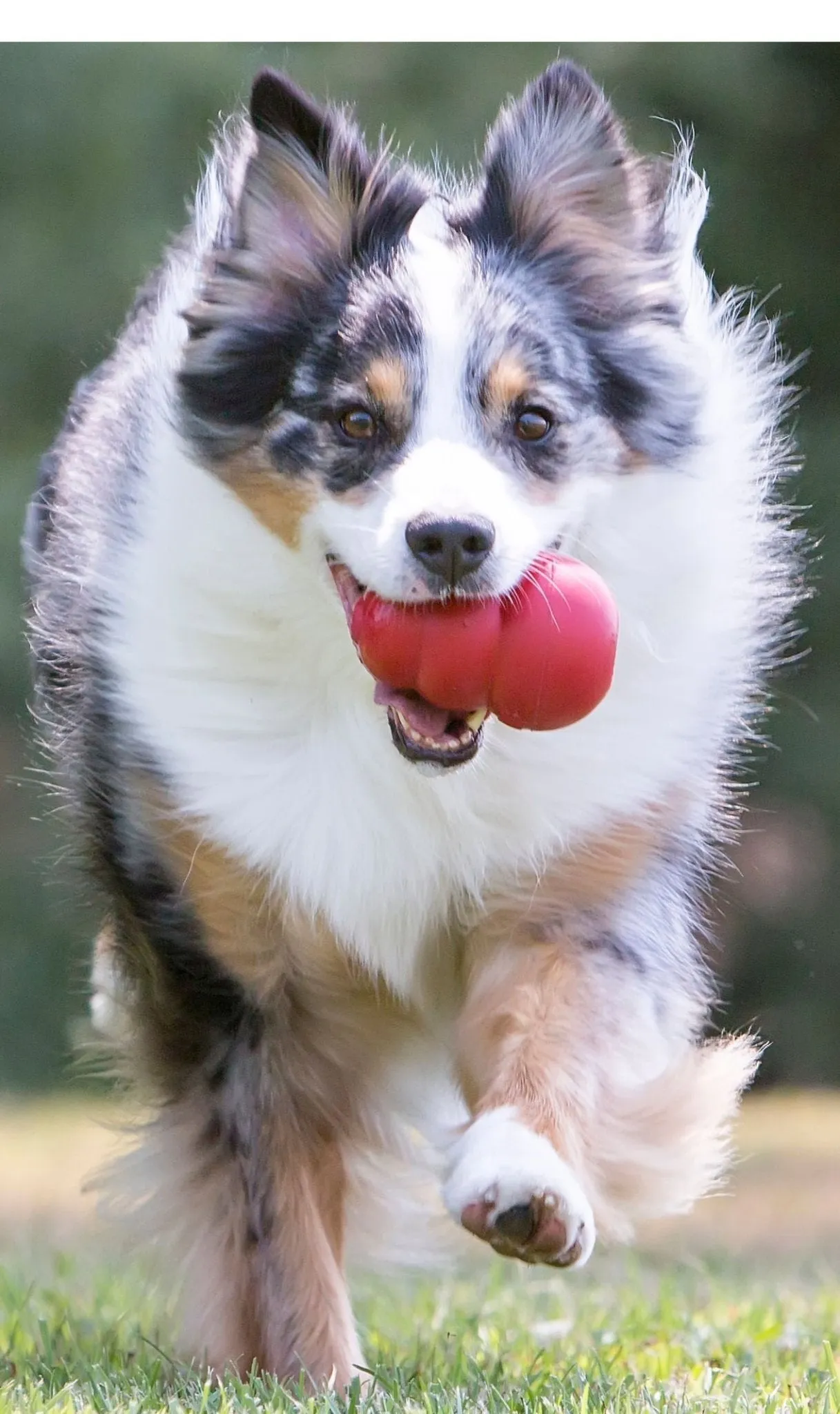 KONG Classic Dog Toy