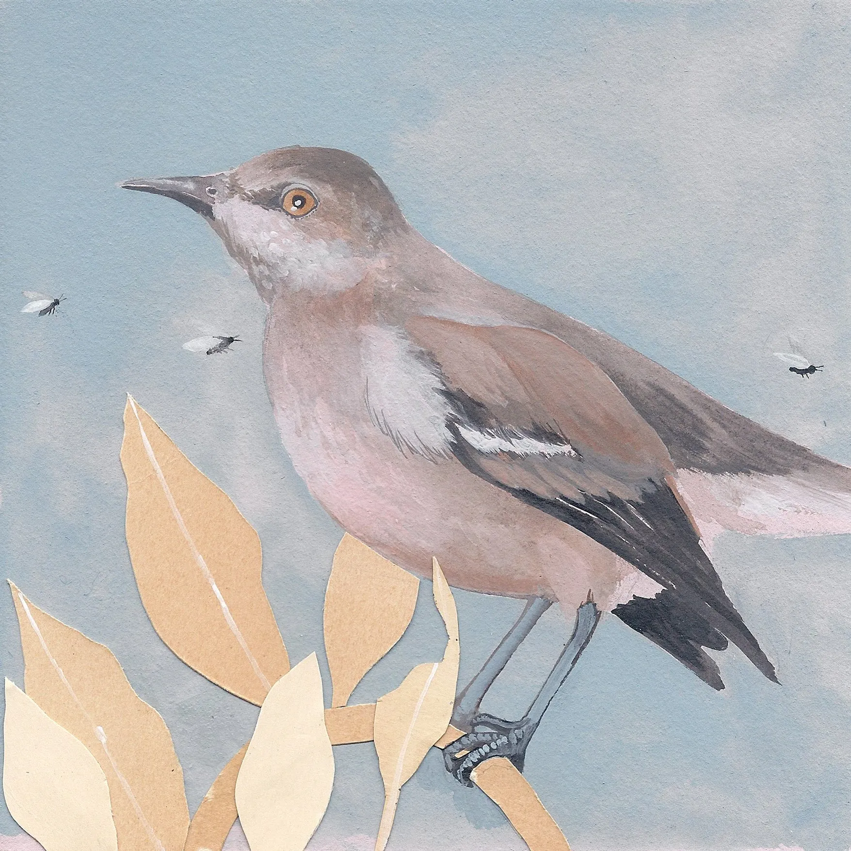 Northern Mockingbird print