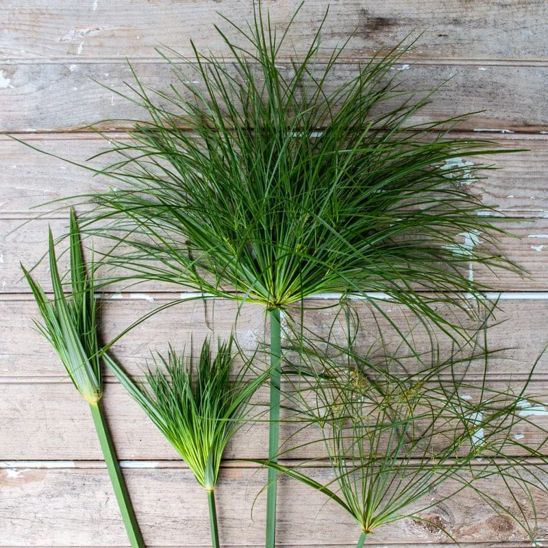 Papyrus Ornamental Grass