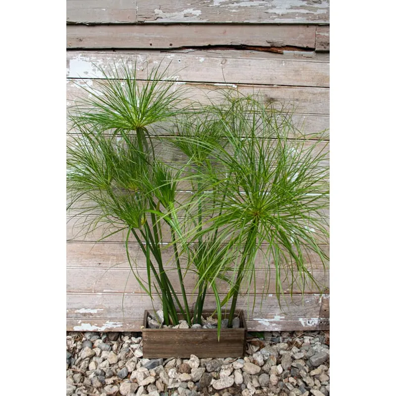 Papyrus Ornamental Grass