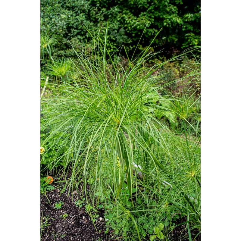 Papyrus Ornamental Grass