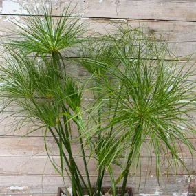 Papyrus Ornamental Grass