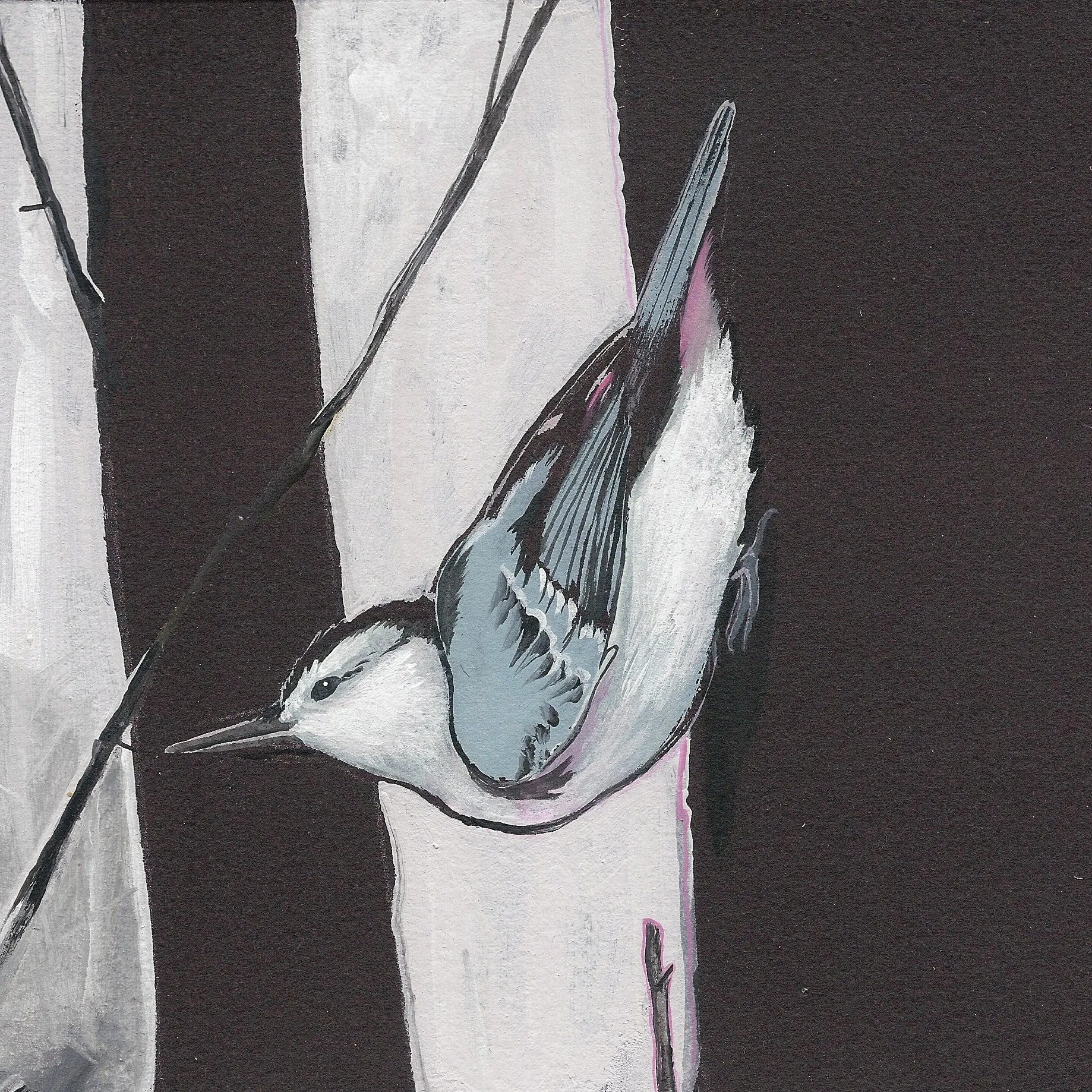 White-Breasted Nuthatch print